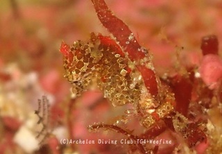 pigmi231101-n.jpg