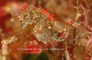 pigmi231122-n.jpg