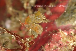 pigmi240102-y.jpg