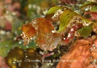 pigmi240329-s.jpg
