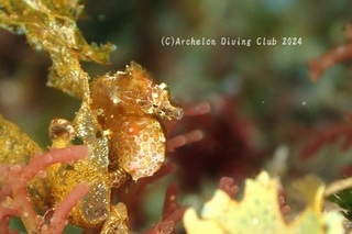 pigmi240417-s.jpg