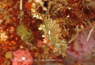 pigmi240525-y.jpg
