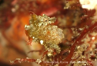 pigmi240620-n.jpg