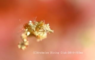 pigmi240627-yn.jpg