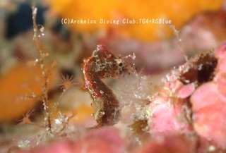 pigmi241104-nn.jpg
