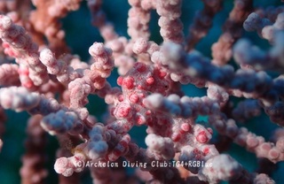 pigmi250410-n.jpg