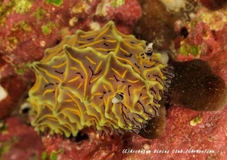 pine210125-ya.jpg