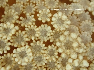 poripu200707.jpg