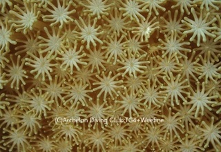 poripu231107-k.jpg