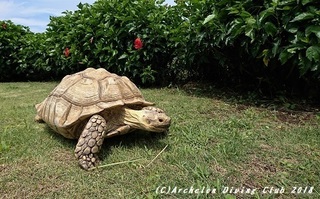 rock180809.jpg