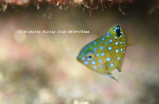 rurihoshi230828-n.jpg