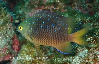 rurihoshi250319-s.jpg