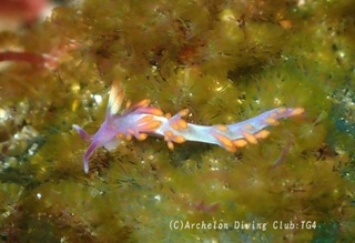 ruujumino240822-n.jpg