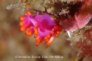 ruujumino250325-y.jpg