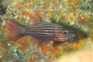 ryuukyuuyarai240613-n.jpg