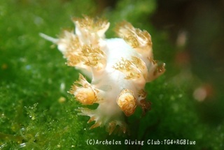 sabiirohokuyou250401-y.jpg