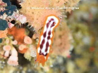 sabiura190704-01.jpg