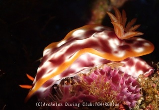 sabiura240720-ide.jpg