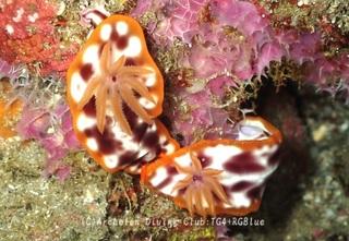 sabiura240722-ide.jpg