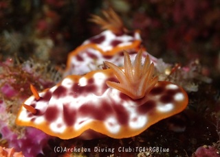 sabiurairo240717-ide.jpg