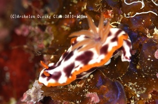 sabiurairo240903-ide.jpg