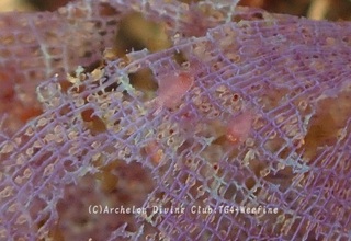 sagamiamehurashi240111-y.jpg