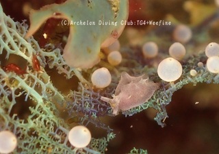 sagamiamehurashi240122-y.jpg