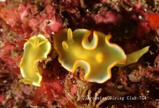 sahuran240716-n.jpg