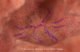 sakurakoshiori240820-n.jpg