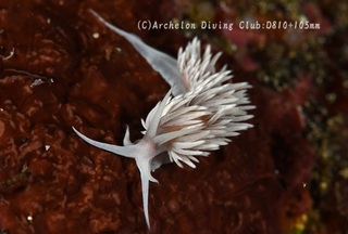 sakuramino240510-n.jpg