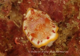 sarasa230918-o.jpg