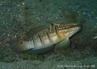 sarasa240507-k.jpg