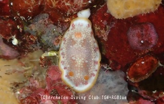 sarasa240926-y.jpg