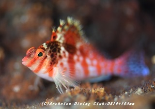 sarasagonbe181221-02.jpg