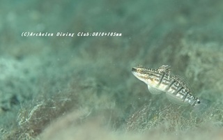 sarasahaze230907-k01.jpg