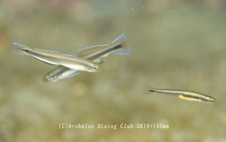 satsuki240424-k01.jpg