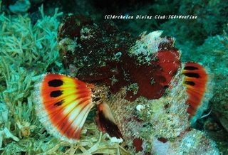 satsuma200704-03.jpg
