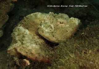 satsuma201231-ka.jpg