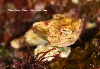 satsuma210110-ya.jpg