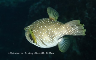 sazanami240524-n.jpg