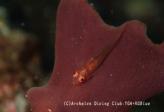 seboshiumitake240926-y.jpg