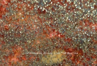 sedakaegg240529-s.jpg