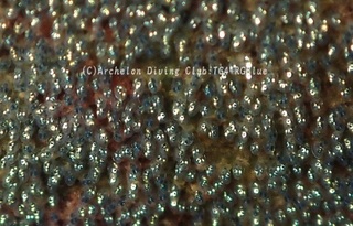 sedakaegg240717-ya.jpg