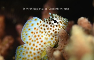 sedakaginpo240808-n.jpg