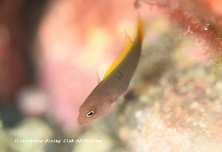 sedakanise200901.jpg