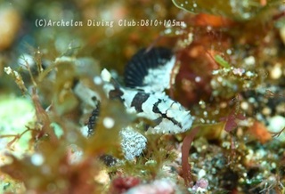 sekireihaze240611-n01.jpg