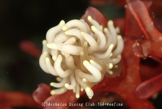 senjumino240409-s.jpg