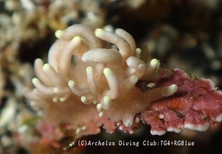 senjumino250110-s.jpg