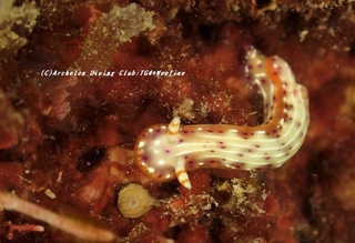 senten201120.jpg