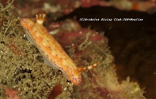 senten210420-so.jpg